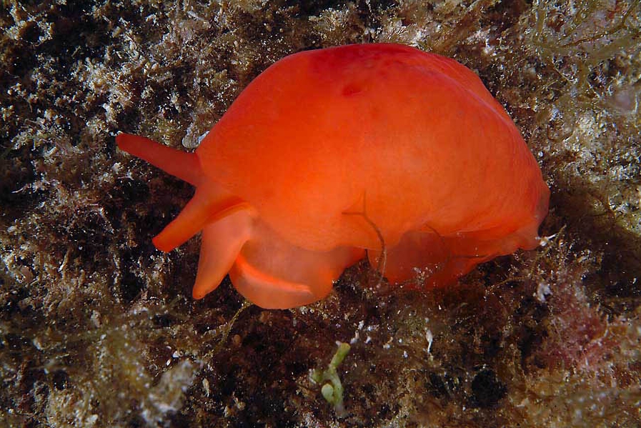 Berthella aurantiaca